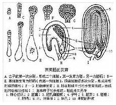 管宁与华歆,两人还曾经坐在同一张席管宁与华歆 上读书